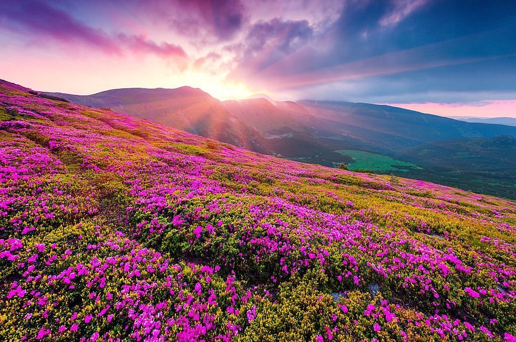 Valley of Flowers